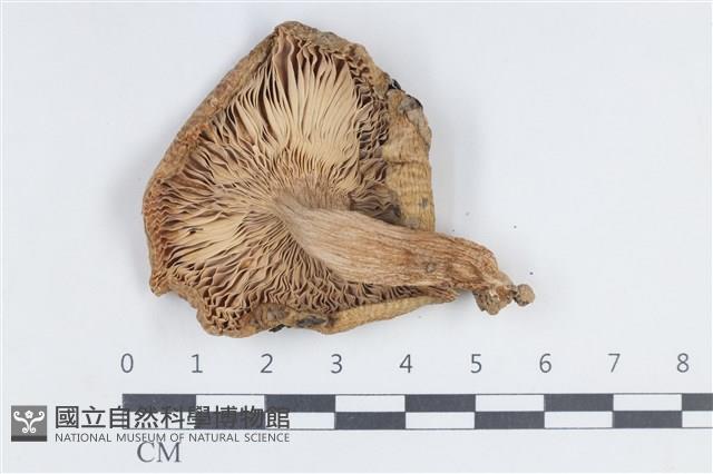 登錄號:F0038817藏品圖，第3張