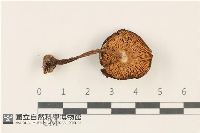 登錄號:F0037817藏品圖，第3張