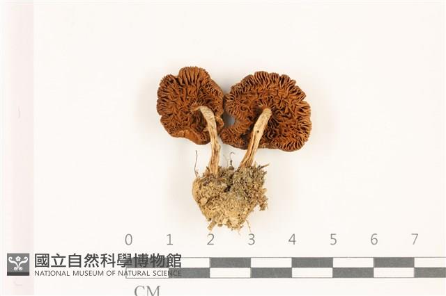 登錄號:F0037417藏品圖，第3張