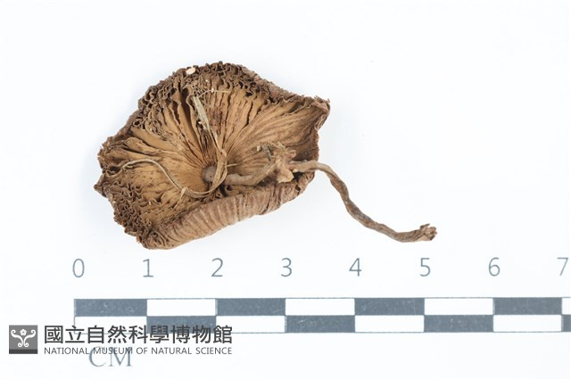 珠雞斑白鬼傘藏品圖，第3張