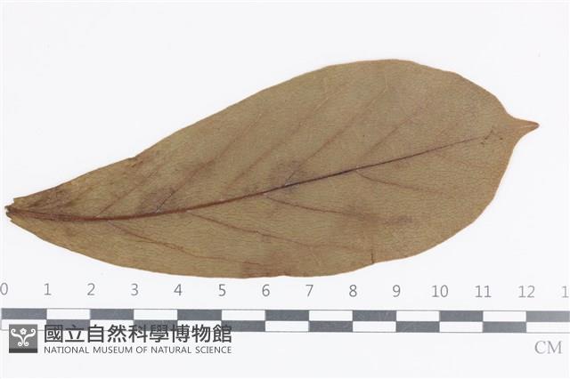 登錄號:F0036017藏品圖，第3張
