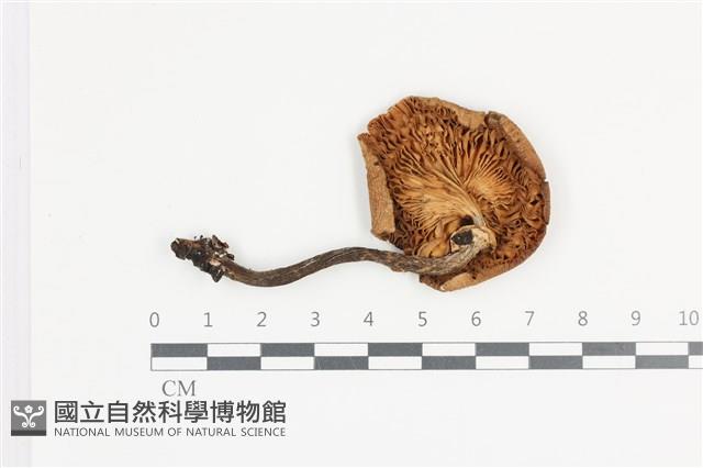 登錄號:F0036317藏品圖，第3張