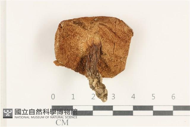 登錄號:F0038257藏品圖，第3張