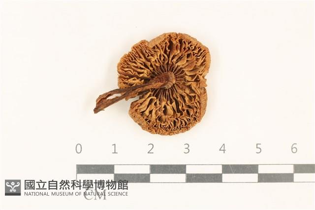 登錄號:F0037257藏品圖，第3張