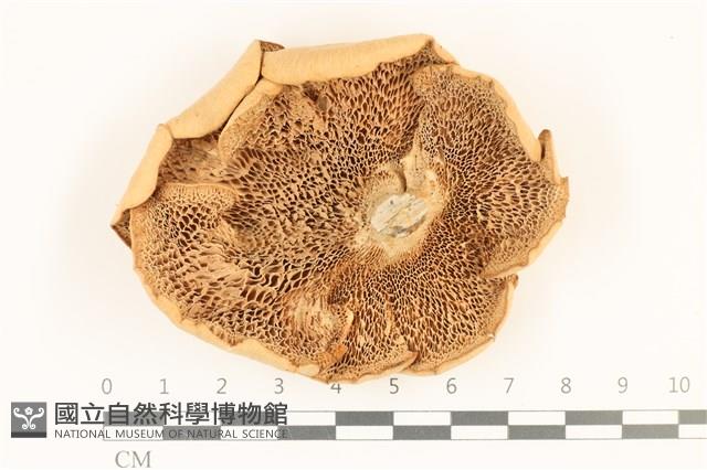 登錄號:F0036857藏品圖，第3張