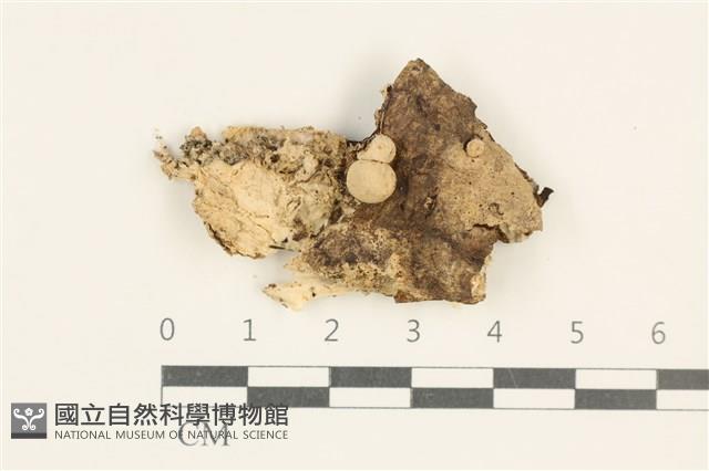 登錄號:F0037957藏品圖，第3張