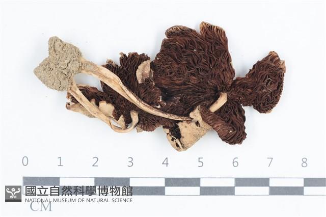 登錄號:F0038657藏品圖，第3張