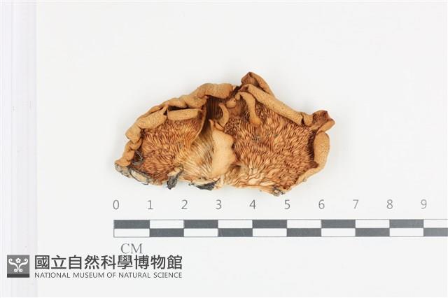 登錄號:F0036457藏品圖，第3張
