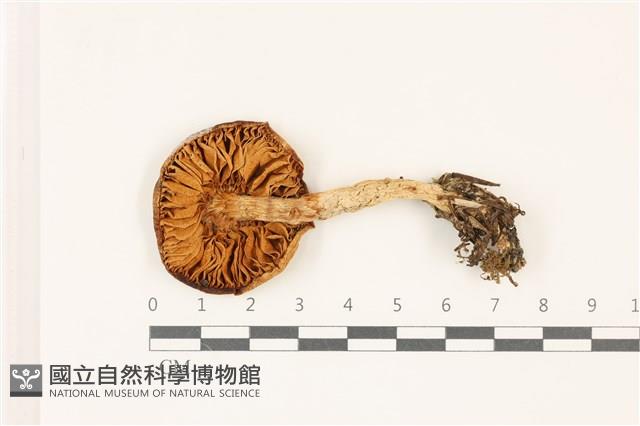 登錄號:F0037457藏品圖，第3張