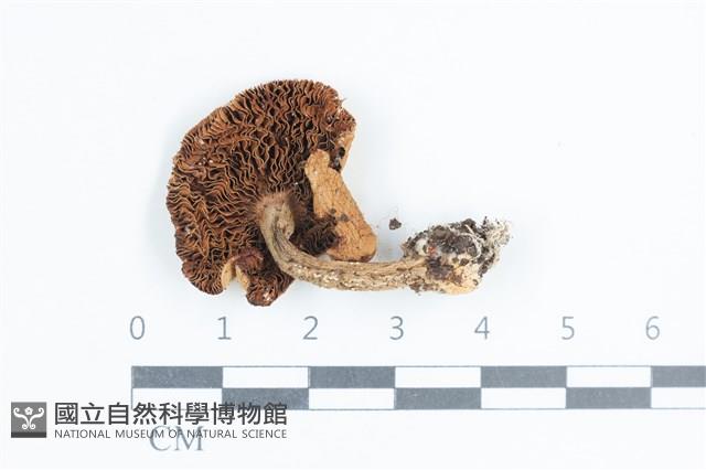 登錄號:F0038757藏品圖，第3張