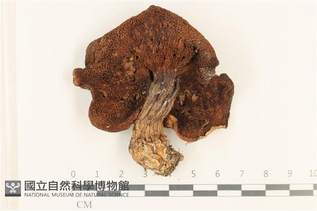 登錄號:F0037557藏品圖，第3張