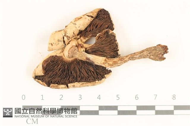 登錄號:F0037157藏品圖，第3張