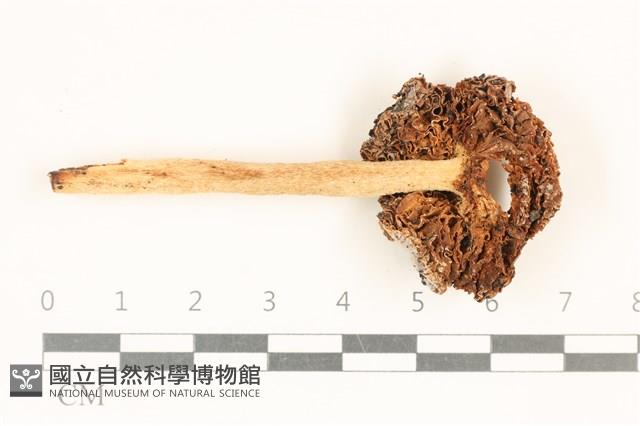 登錄號:F0019157藏品圖，第3張
