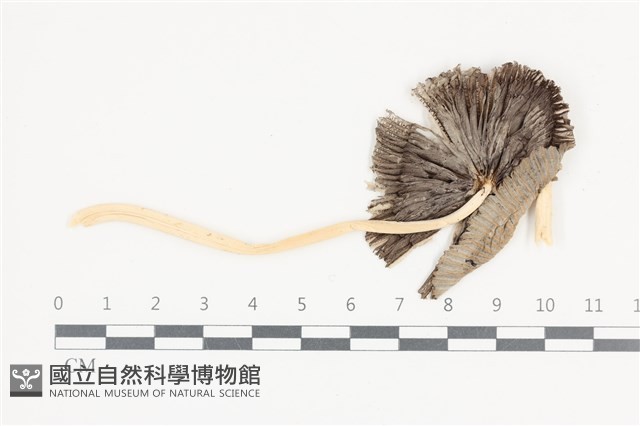 登錄號:F0036057藏品圖，第3張