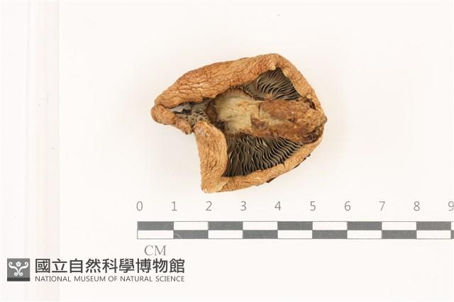 紅菇屬藏品圖，第3張