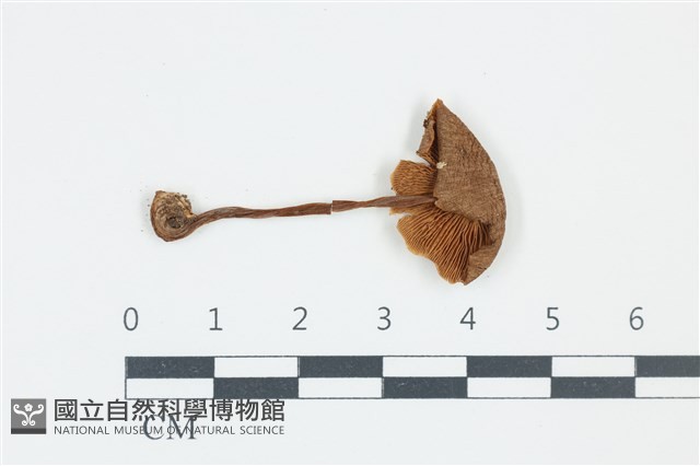 登錄號:F0039247藏品圖，第3張