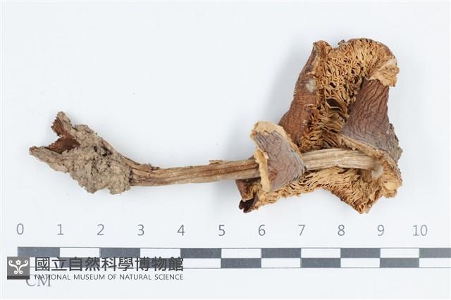 登錄號:F0038847藏品圖，第3張