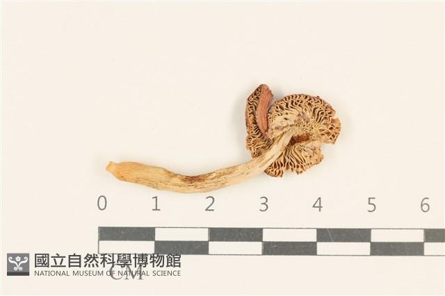 館號:F0036847藏品圖，第3張