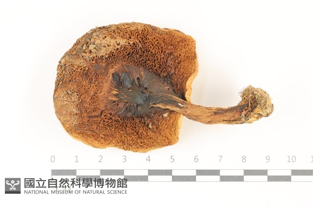 登錄號:F0037447藏品圖，第3張