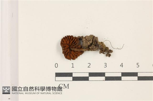 登錄號:F0037547藏品圖，第3張