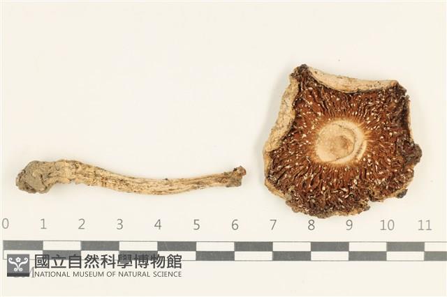 登錄號:F0038047藏品圖，第3張