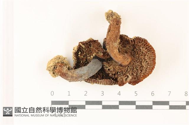 登錄號:F0037347藏品圖，第3張