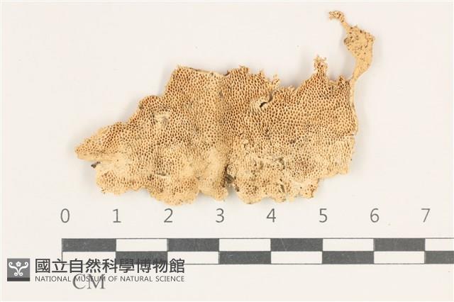 館號:F0038297藏品圖，第3張