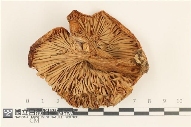 登錄號:F0036997藏品圖，第3張