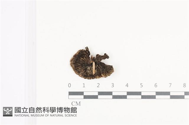 鬼傘屬藏品圖，第3張