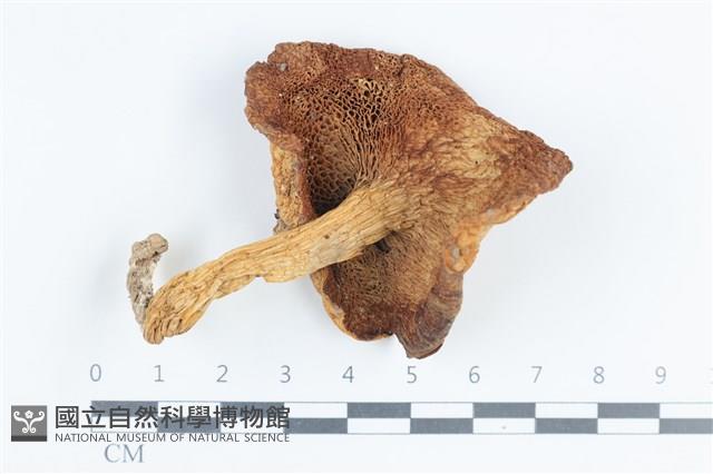 登錄號:F0038797藏品圖，第3張