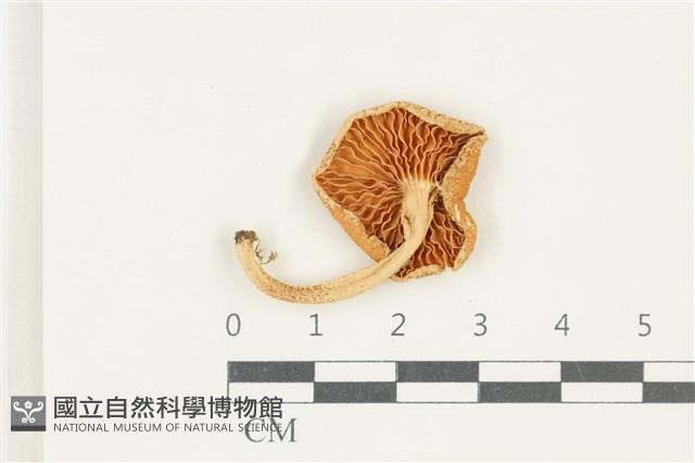 館號:F0038197藏品圖，第3張