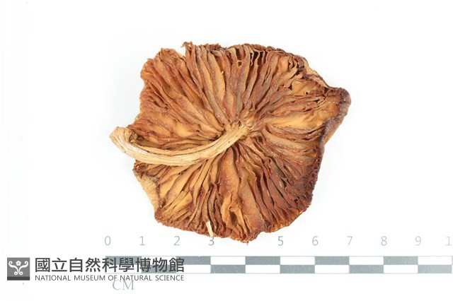 登錄號:F0036197藏品圖，第3張