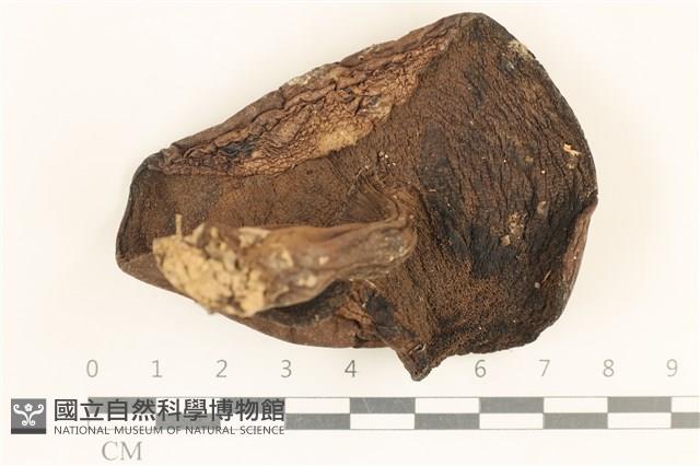 登錄號:F0037197藏品圖，第3張