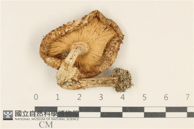 登錄號:F0037097藏品圖，第3張