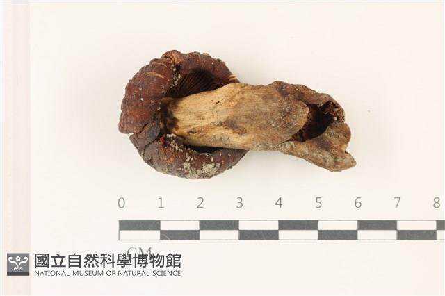 登錄號:F0037397藏品圖，第3張