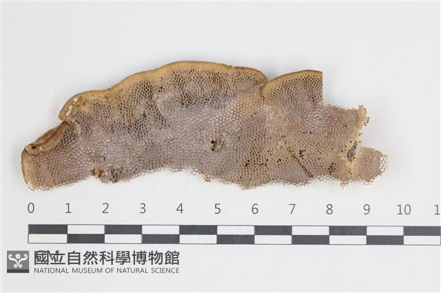 登錄號:F0035397藏品圖，第3張