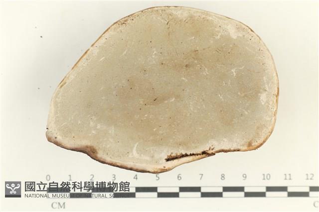 登錄號:F0038287藏品圖，第3張
