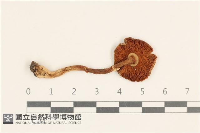 登錄號:F0037287藏品圖，第3張
