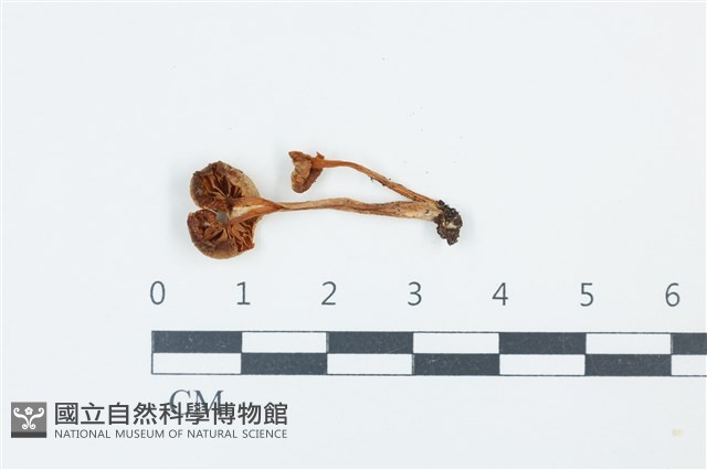 登錄號:F0039287藏品圖，第3張