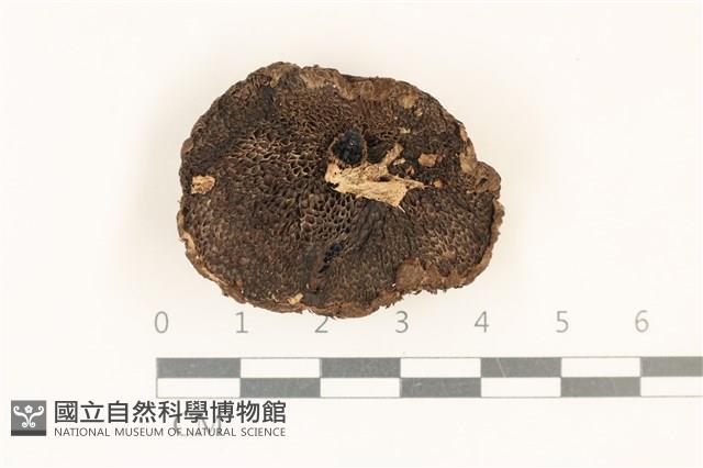 館號:F0036987藏品圖，第3張