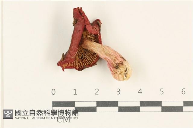 登錄號:F0037987藏品圖，第3張