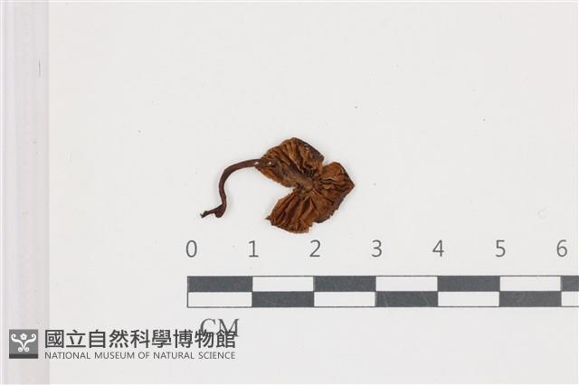 登錄號:F0036687藏品圖，第3張