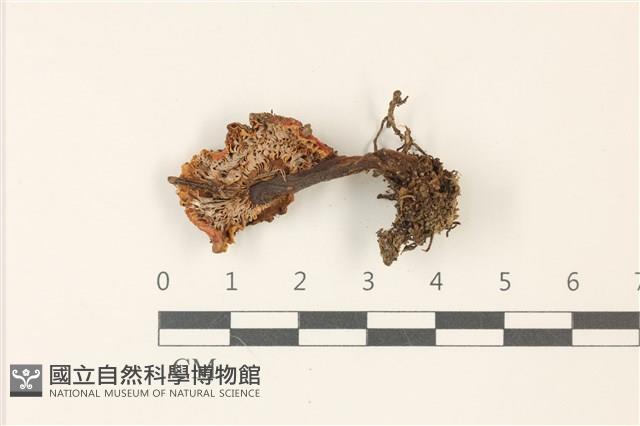登錄號:F0037487藏品圖，第3張