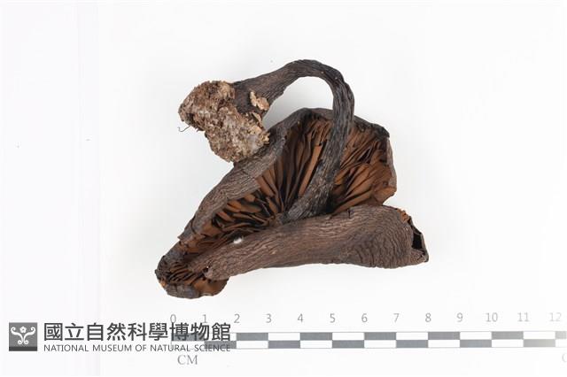 登錄號:F0035787藏品圖，第3張