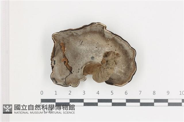 登錄號:F0036587藏品圖，第3張