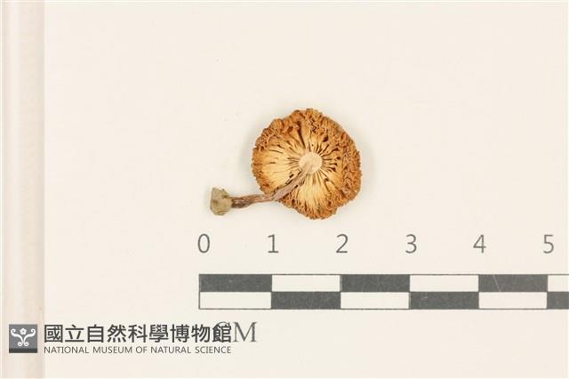 登錄號:F0037187藏品圖，第3張