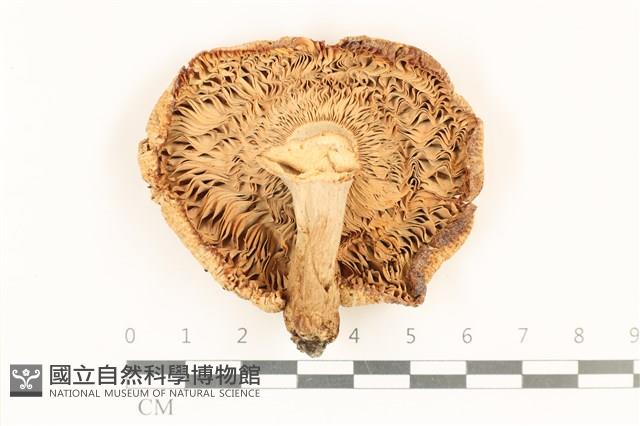 登錄號:F0037087藏品圖，第3張