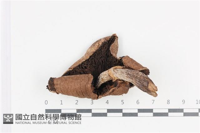 傘菌屬藏品圖，第3張