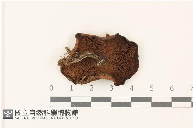 登錄號:F0037387藏品圖，第3張