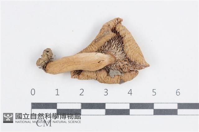 紅菇屬藏品圖，第3張
